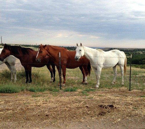 Mile17_Horses